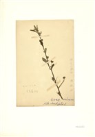 藏品(金午時花)的圖片